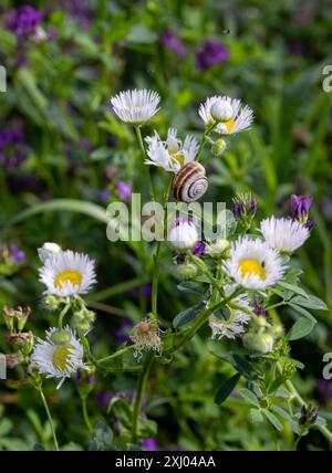 Helicella itala Heideschnecke auf Erigeron annuus, große fleabane, eine invasive Wildblume Stockfoto