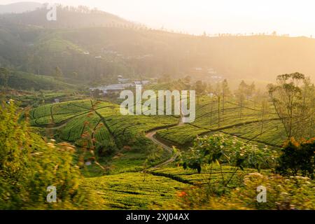 Ruhige Aussicht auf üppige grüne Teeplantagen mit einem gewundenen Pfad unter einem sanften, goldenen Abendglühen in einer hügeligen ländlichen Landschaft in Sri Lanka. Stockfoto