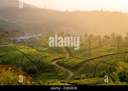 Ruhige Aussicht auf üppige grüne Teeplantagen mit einem gewundenen Pfad unter einem sanften, goldenen Abendglühen in einer hügeligen ländlichen Landschaft in Sri Lanka. Stockfoto