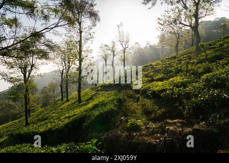 Ruhige Aussicht am frühen Morgen auf üppige grüne Teeplantagen mit hohen Bäumen unter einem nebeligen Himmel in einer bergigen Region. Haputale, Sri Lanka. Stockfoto