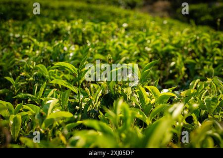 Üppige grüne Teepflanzen in einer sonnendurchfluteten Teeplantage, die Landwirtschaft und natürliches Wachstum repräsentiert. Haputale, Sri Lanka. Stockfoto