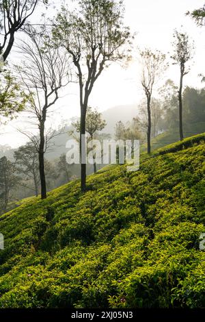 Ruhige Aussicht am frühen Morgen auf üppige grüne Teeplantagen mit hohen Bäumen unter einem nebeligen Himmel in einer bergigen Region. Haputale, Sri Lanka. Stockfoto