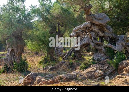 Ein alter Olivenbaum mit einem verdrehten, krummen Stamm. Malerischer Blick auf einen Olivengarten auf der Insel Mallorca, Spanien. Balearen. Stockfoto