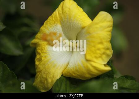 Rosa chinensis, auch bekannt als Chinesische Rose oder Bengalrose, ist ein Mitglied der Gattung Rosa, die im Südwesten Chinas in Guizhou, Hu, beheimatet ist Stockfoto