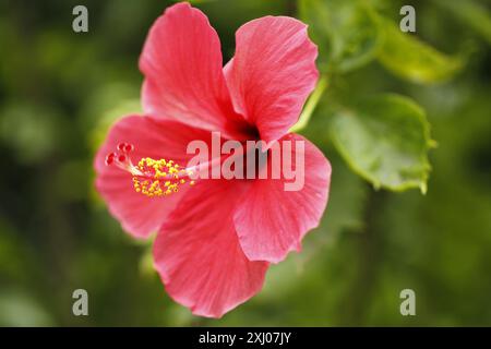 Rosa chinensis, auch bekannt als Chinesische Rose oder Bengalrose, ist ein Mitglied der Gattung Rosa, die im Südwesten Chinas in Guizhou, Hu, beheimatet ist Stockfoto