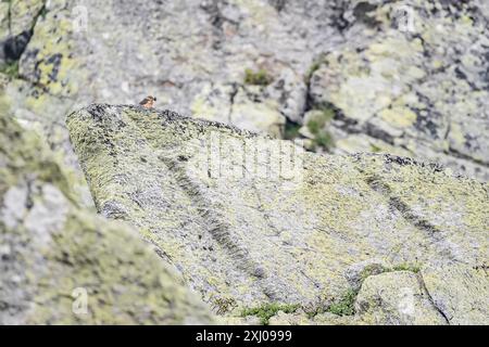 Wilde Alpen, Kunstporträt eines männlichen Felsenrohrs (Monticola saxatilis) Stockfoto