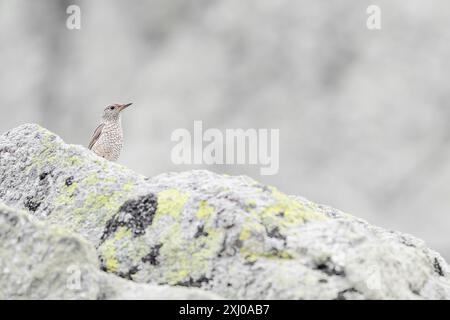 In den felsigen Bergen, Porträt der Felsendrossel (Monticola saxatilis) Stockfoto