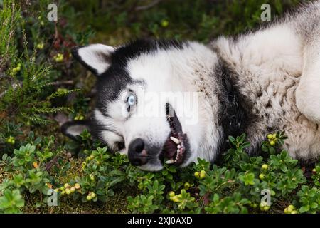 Ein lustiger sibirischer Huskyhund mit bunten Augen liegt auf dem Boden im Wald, Nahaufnahme. Stockfoto