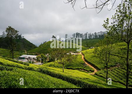 Teegut in Haputale, Sri Lanka. Rollende grüne Teefelder bilden ein terrassenförmiges Muster am Hügel, Häuser und unbefestigte Straße im Hintergrund. Stockfoto