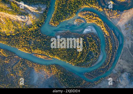 Gelbe Lärchen und Meander des Chuya River im Herbst. Vertikale Draufsicht Der Antenne. Kurai Steppe, Altai, Russland Stockfoto