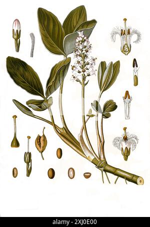 Heilpflanze, Fieberklee oder Bitterklee (Menyanthes trifoliata), Historisch, digital restaurierte Reproduktion von einer Vorlage aus dem 19. Hundert, Stockfoto