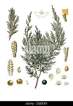 Heilpflanze, Sadebaum (Juniperus sabina), auch Stink-Wacholder, Gift-Wacholder, Sevibaum, Sevenbaum, Säbenbaum, Sefistrauch oder Sebenstrauch, Historisch, digitale Restaurierte Reproduktion von einer Vorlage aus dem 19. Hundert, Stockfoto