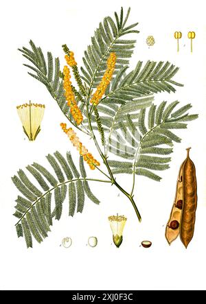 Heilpflanze, Gerber-Akazie (Senegalia catechu, Acacia catechu, Acacia wallichiana, Mimosa catechu), Auch Katechu-Akazie oder nur Katechu, Historisch, Digital Restaurant Reproduktion von einer Vorlage aus dem 19. Hundert, Stockfoto