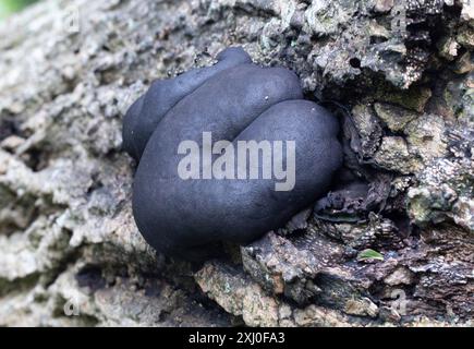 König Alfreds Kuchen - Daldinia Concentrica Stockfoto