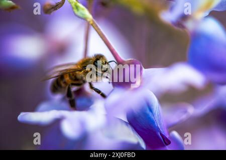 Ein Makrofoto, das eine Biene in lebendigen Wisteria sinensis-Blüten einfängt und den Bestäubungsprozess der Natur aus nächster Nähe zeigt. Stockfoto