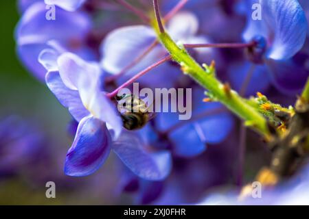 Ein Makrofoto, das eine Biene in lebendigen Wisteria sinensis-Blüten einfängt und den Bestäubungsprozess der Natur aus nächster Nähe zeigt. Stockfoto