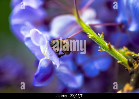 Ein Makrofoto, das eine Biene in lebendigen Wisteria sinensis-Blüten einfängt und den Bestäubungsprozess der Natur aus nächster Nähe zeigt. Stockfoto