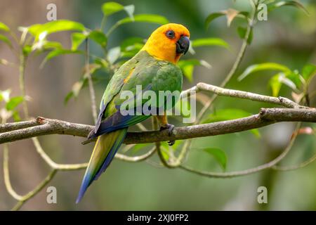 Jandaya Sittich - Aratinga jandaya, kleiner schöner farbiger neotropischer Papagei, der in Wäldern und bewaldeten Lebensräumen im Nordosten Brasiliens beheimatet ist. Stockfoto