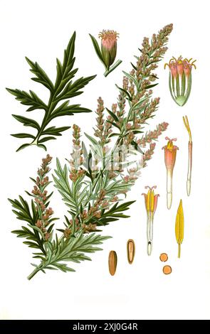 Heilpflanze, Gemeiner Beifuß (Artemisia vulgaris), auch Gewürzbeifuß oder gewöhnlicher Beifuß, Historisch, Digital Restaurant Reproduktion von einer Vorlage aus dem 18. Hundert Stockfoto