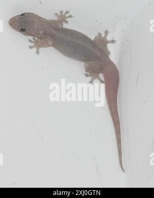 Häufige vierklaumige Gecko (Gehyra mutilata) Reptilia Stockfoto