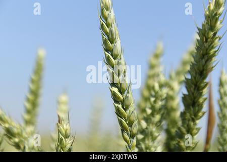 Eine schöne Weizenohren-Nahaufnahme in einem Getreidefeld in der niederländischen Landschaft im Frühling und ein blauer Himmel im Hintergrund Stockfoto