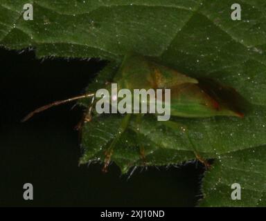 Rotkreuz-Schild-Bug (Elasmostethus cruciatus) Insecta Stockfoto