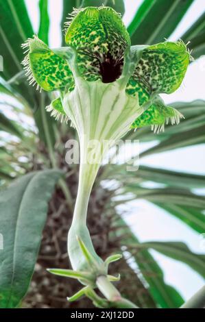Fallschirmpflanze (Ceropegia sandersoniii9, Apocynacea. Mehrjährige Kräuterrebe, Zierpflanze, ungewöhnliche Blüte. Stockfoto
