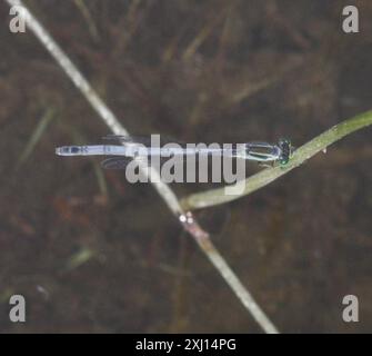 Östlicher Gabelschwanz (Ischnura verticalis) Insecta Stockfoto