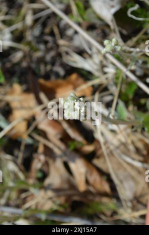 Feldpussytoes (Antennaria neglecta) Plantae Stockfoto