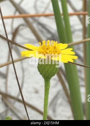 Camphorweed (Heterotheca subaxillaris) Plantae Stockfoto