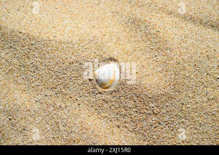 Muschel auf dem Strand Sandgrund Stockfoto