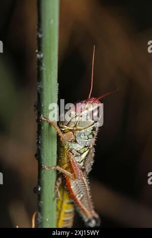 Grossköpfige Grasshopper (Phoetaliotes nebrascensis) Insecta Stockfoto