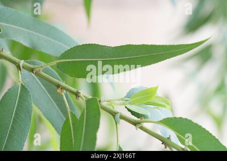 Gooddings Weide (Salix gooddingii) Plantae Stockfoto