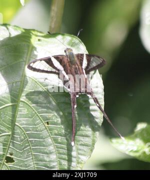 Weißer LibellenschwanzSchmetterling (Lamproptera Curius) Insecta Stockfoto