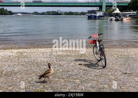 Ägyptische Gans nahe der Rodenkirchener Brücke über den Rhein, Brücke der Autobahn A4, Köln. Nilgans nahe der Rodenkirchener Bruec Stockfoto