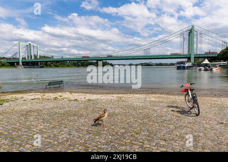 Die Rodenkirchener Brücke über den Rhein, Brücke der Autobahn A4, leichte Überschwemmung, ägyptische Gans, Köln, Deutschland. Die Rodenkirchener Bruecke Stockfoto