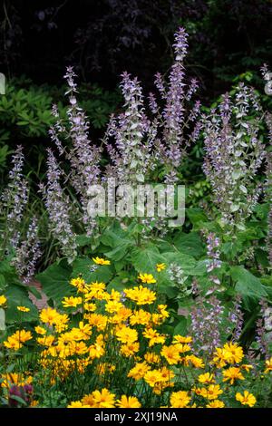 kirschsalbei (Salvia sclarea) und Kalliopsis (Coreopsis) in der Flora im Botanischen Garten Köln. Muskatellersalbei (Salvia sclarea) und Stockfoto