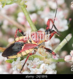 Gelbbauchbienen-Assassin (Apiomerus flaviventris) Insecta Stockfoto