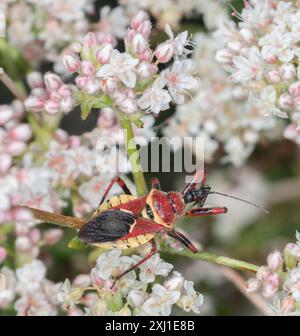 Gelbbauchbienen-Assassin (Apiomerus flaviventris) Insecta Stockfoto