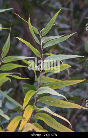 Gooddings Weide (Salix gooddingii) Plantae Stockfoto