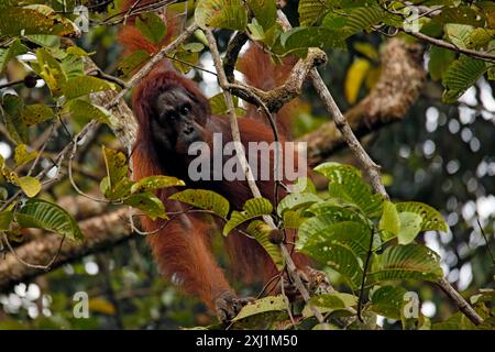 Männlicher Bornean-Orang-Utan (Pongo pygmaeus) hängt in einem Baum und macht Augenkontakt. Deramakot Forest Reserve, Sabah Borneo, Malaysia Stockfoto