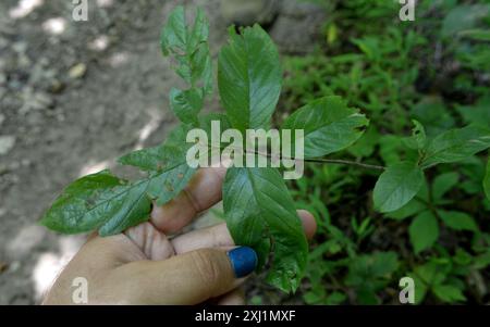 Carolina Sanddorn (Frangula caroliniana) Plantae Stockfoto