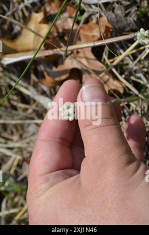 Feldpussytoes (Antennaria neglecta) Plantae Stockfoto