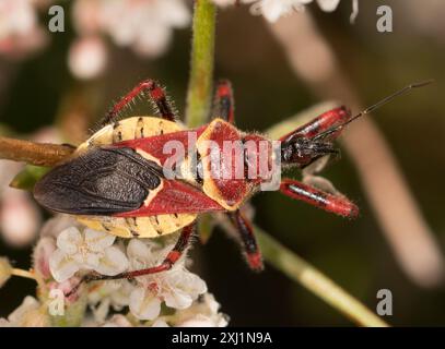 Gelbbauchbienen-Assassin (Apiomerus flaviventris) Insecta Stockfoto