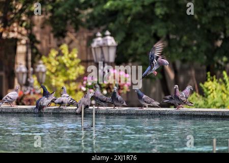 ODESA, UKRAINE - 13. JULI 2024 - Tauben bleiben an einem heißen Sommertag in Odesa, Süd-Ukraine, an einem Brunnen. Stockfoto