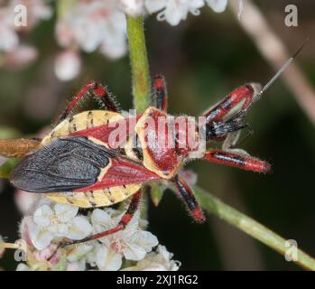 Gelbbauchbienen-Assassin (Apiomerus flaviventris) Insecta Stockfoto