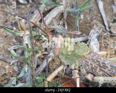 Lepra Milkweed Locust (Phymateus leprosus leprosus) Insecta Stockfoto