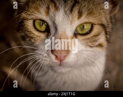 Das Porträt der verlassenen streunenden Katze mit weißem und orangenem Fell. Stockfoto