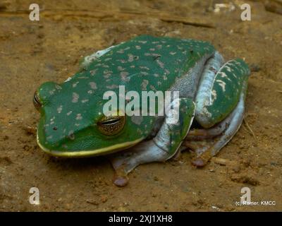 Weißlippenfrosch (Boophis albilabris) Amphibia Stockfoto