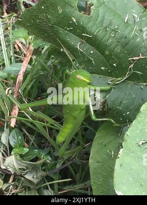 Große grüne Grasshopper (Chondracris rosea) Insecta Stockfoto